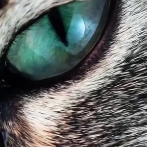 Meet your Posher, Nicholas